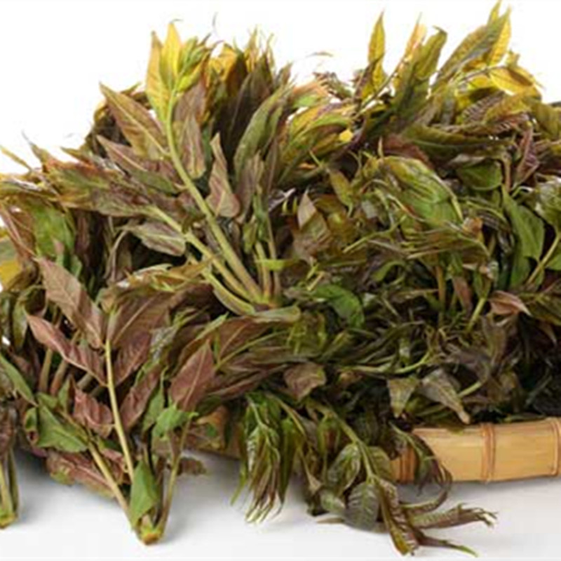 泰安市香椿苗圖片