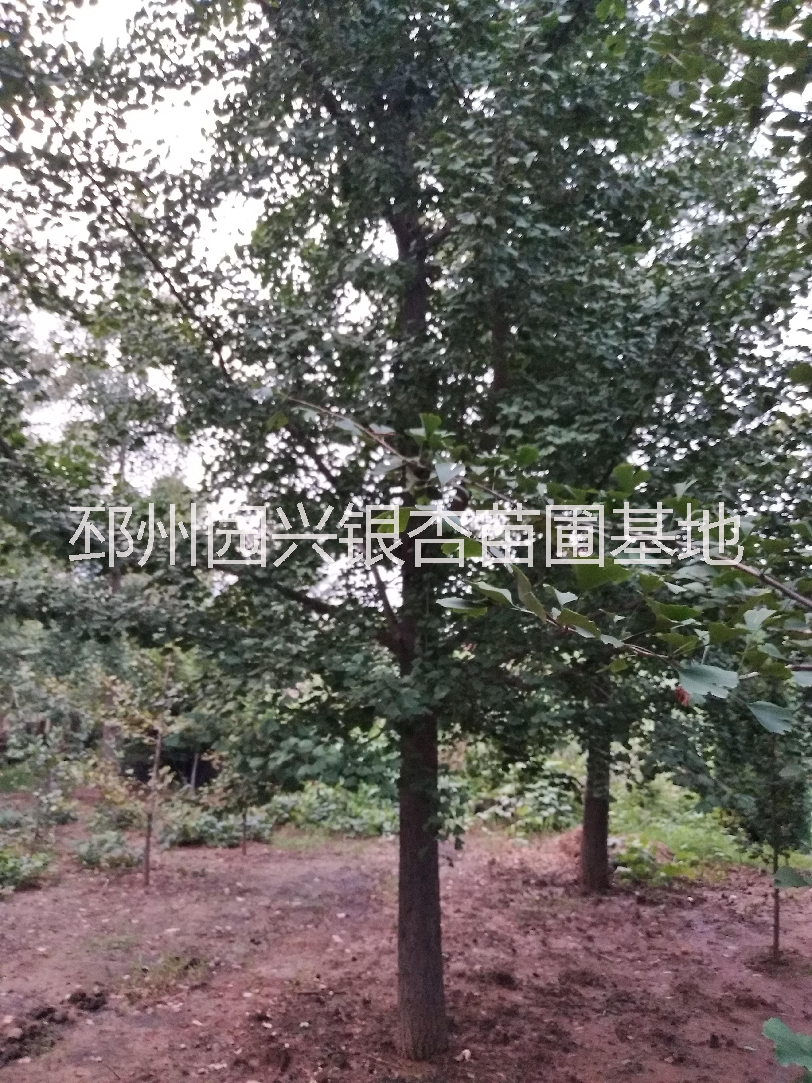 邳州產(chǎn)地銀杏直銷