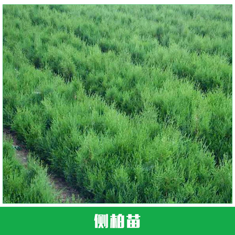 側(cè)柏苗供應(yīng)  側(cè)柏苗 側(cè)柏樹(shù)苗 優(yōu)質(zhì)側(cè)柏 扁柏 荒山造林綠化 歡迎來(lái)電訂購(gòu)