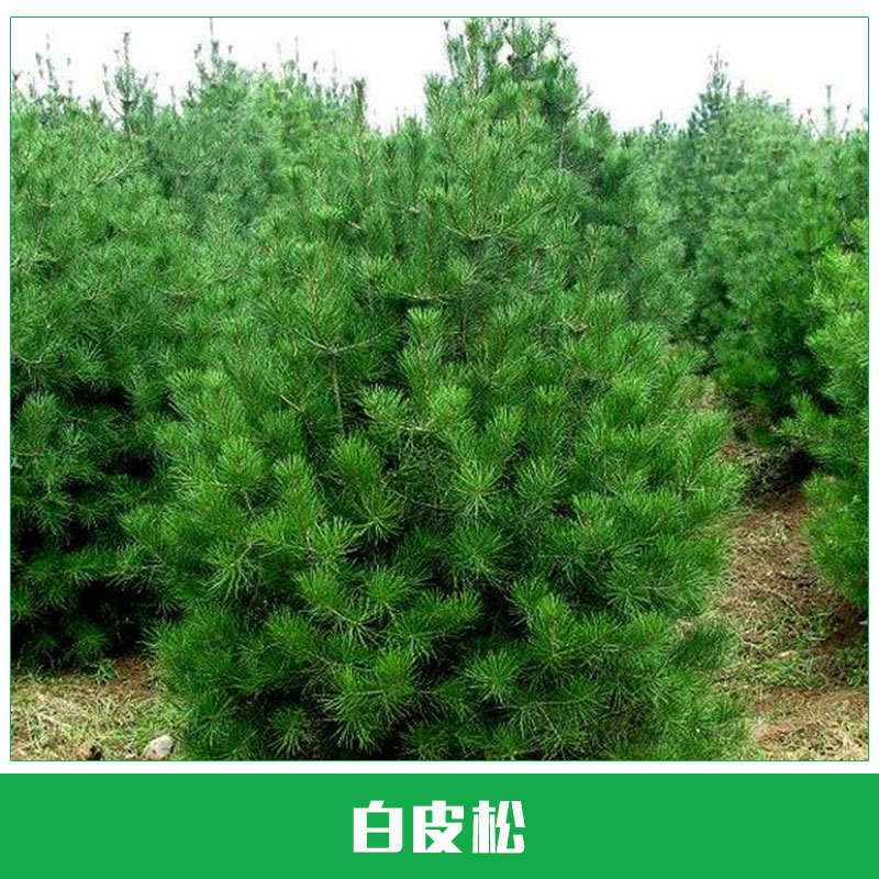 白皮松圖片/白皮松樣板圖 (3)
