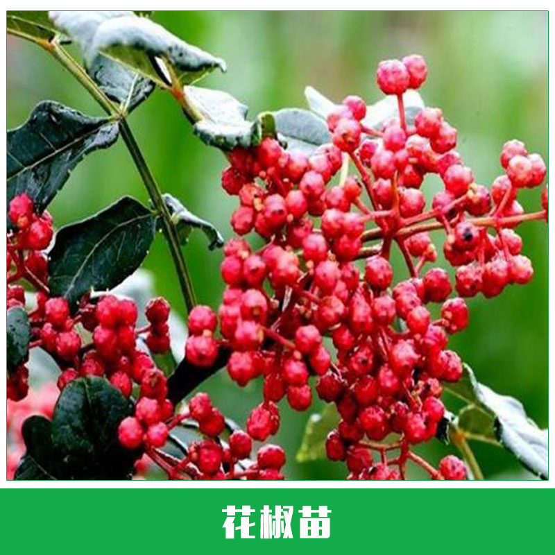 花椒苗圖片/花椒苗樣板圖 (3)