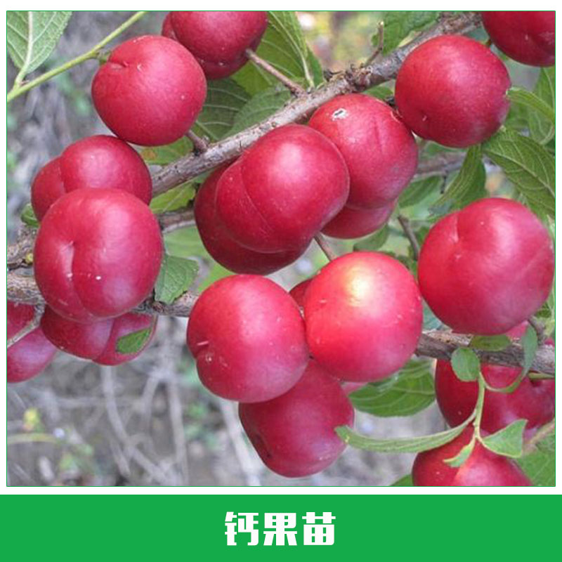鈣果苗批發(fā) 鈣果苗銷售 果樹苗 鈣果苗 當(dāng)年結(jié)果 耐寒耐旱 歡迎來電咨詢