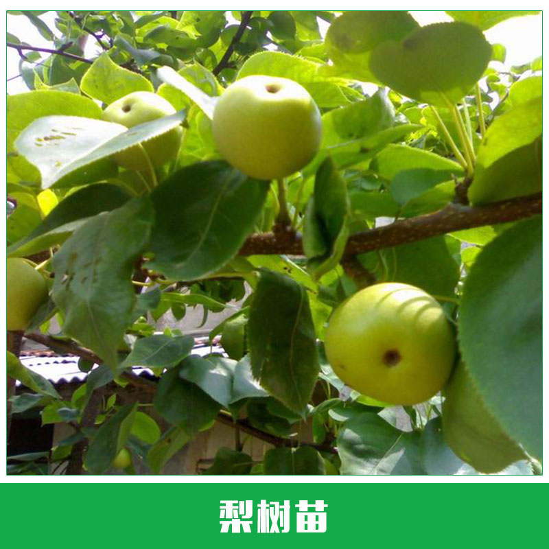梨樹苗圖片/梨樹苗樣板圖 (3)