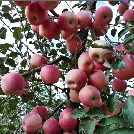 嘎啦蘋果圖片/嘎啦蘋果樣板圖 (4)