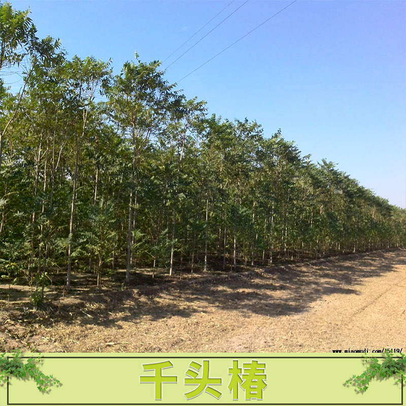 千頭椿供應(yīng) 千頭椿樹苗 行道樹綠化工程 苗木耐寒耐干 歡迎來電訂購