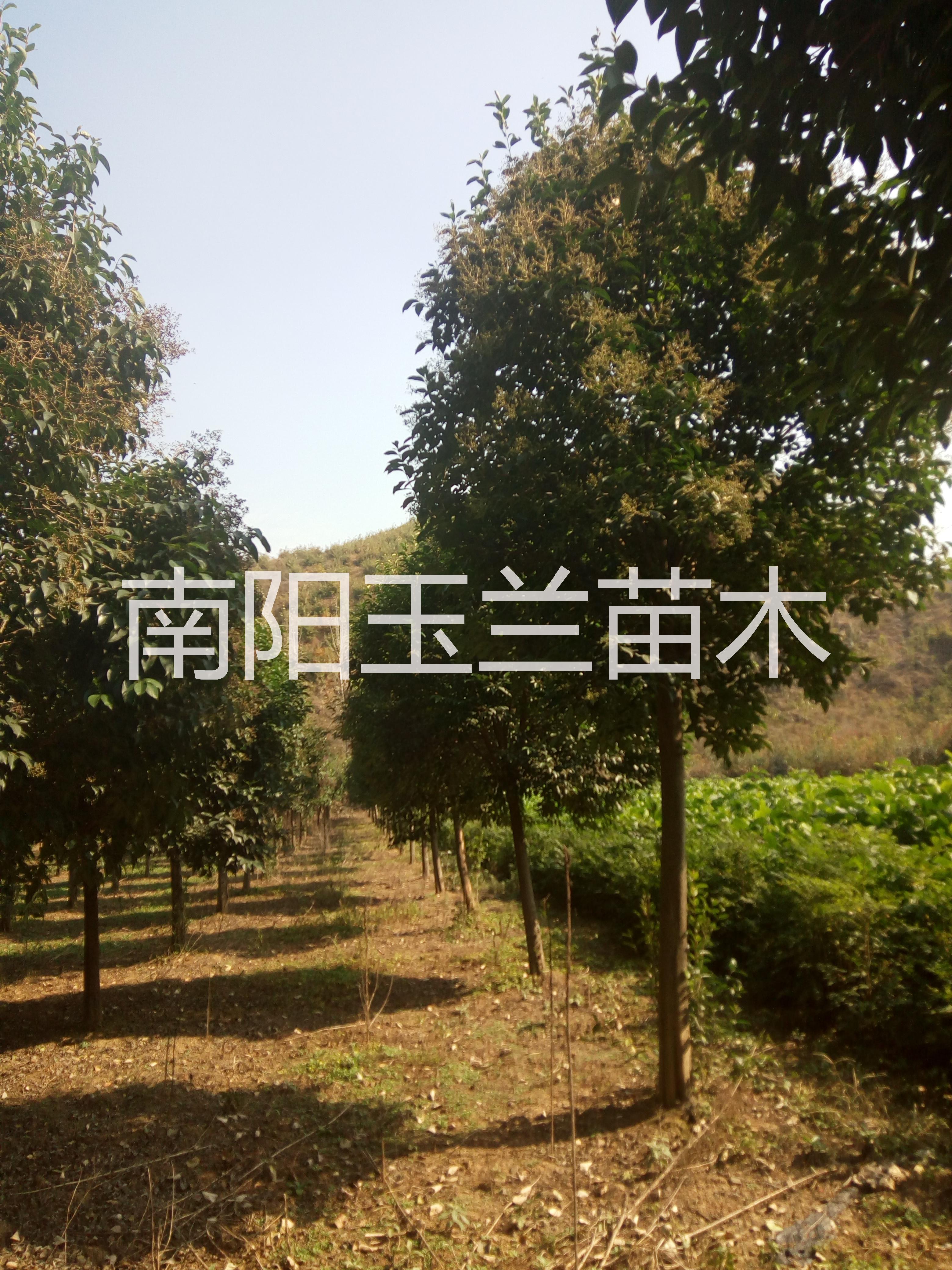 河南黃櫨基地南陽(yáng)黃櫨價(jià)格黃櫨批發(fā)