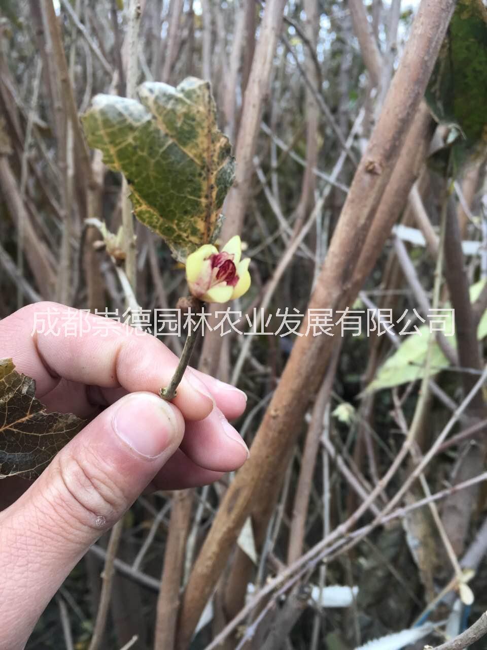 成都精品腊梅笼子价格低