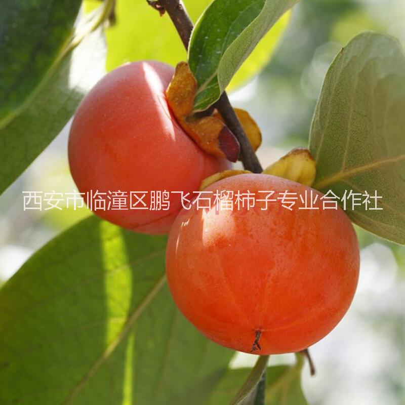 西安臨潼圖片/西安臨潼樣板圖 (2)