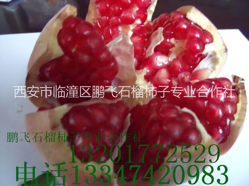 石榴樹圖片/石榴樹樣板圖 (4)