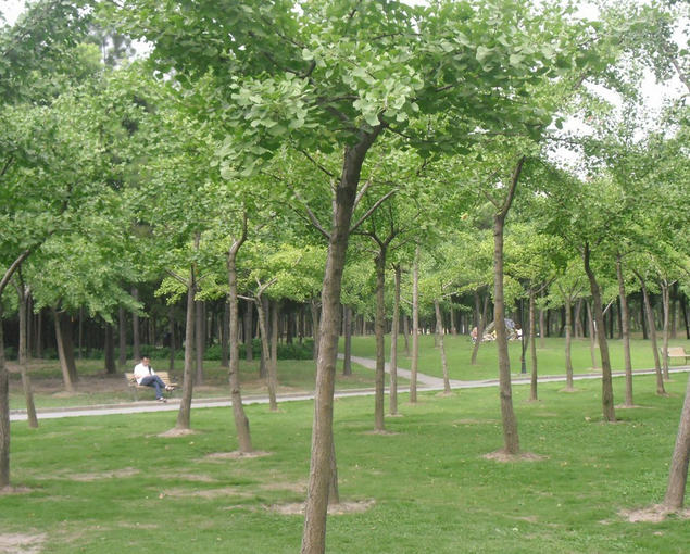 銀杏樹種植銷售圖片/銀杏樹種植銷售樣板圖 (2)