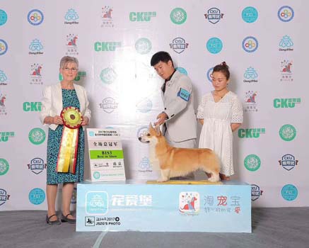 西安柯基犬第一只超級登錄冠圖片/西安柯基犬第一只超級登錄冠樣板圖 (4)