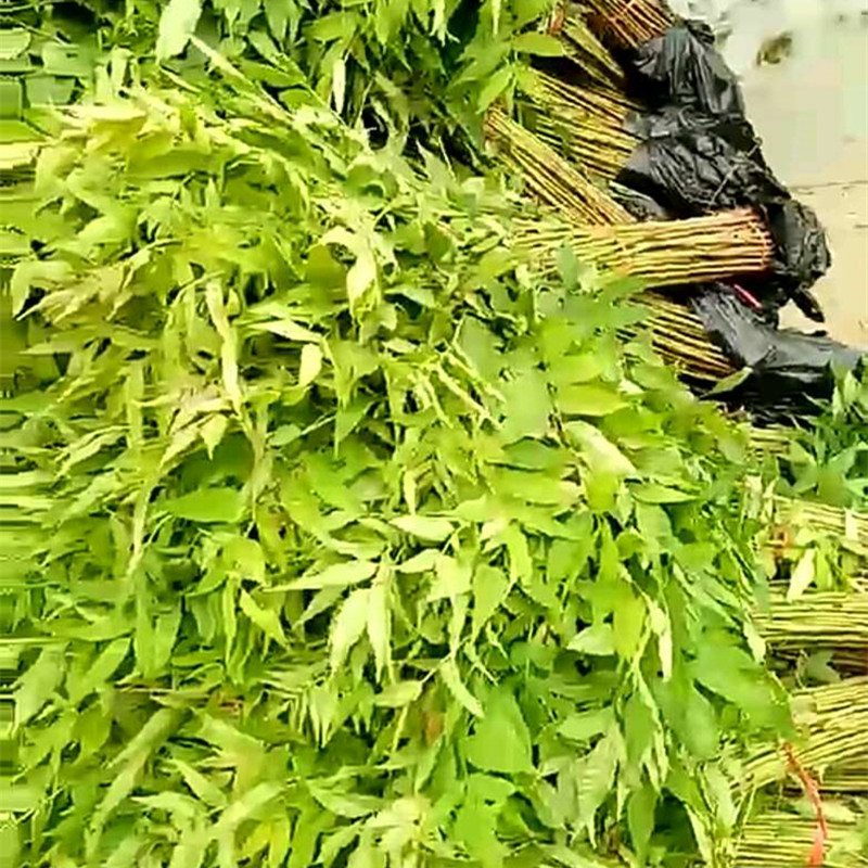 香椿苗圖片/香椿苗樣板圖 (2)