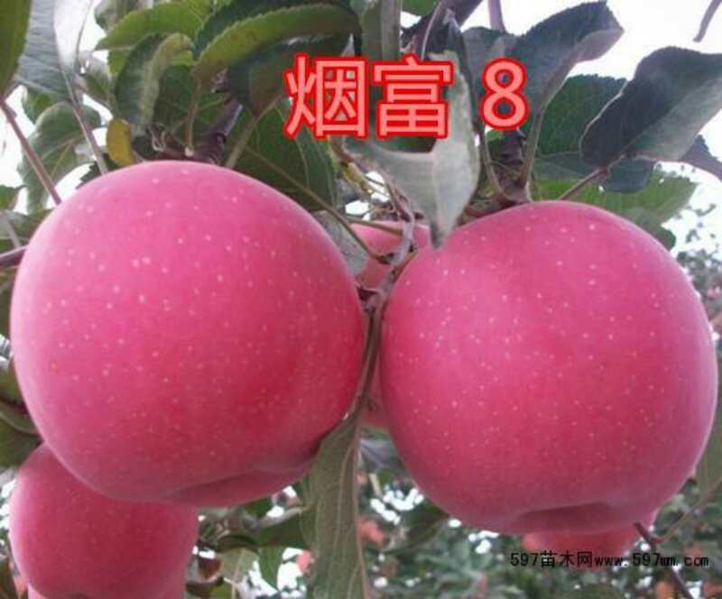 河南周邊蘋果苗圖片/河南周邊蘋果苗樣板圖 (2)