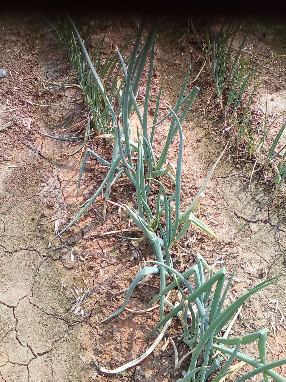 江蘇大蔥批發(fā)銷售    蔬菜種植銷售