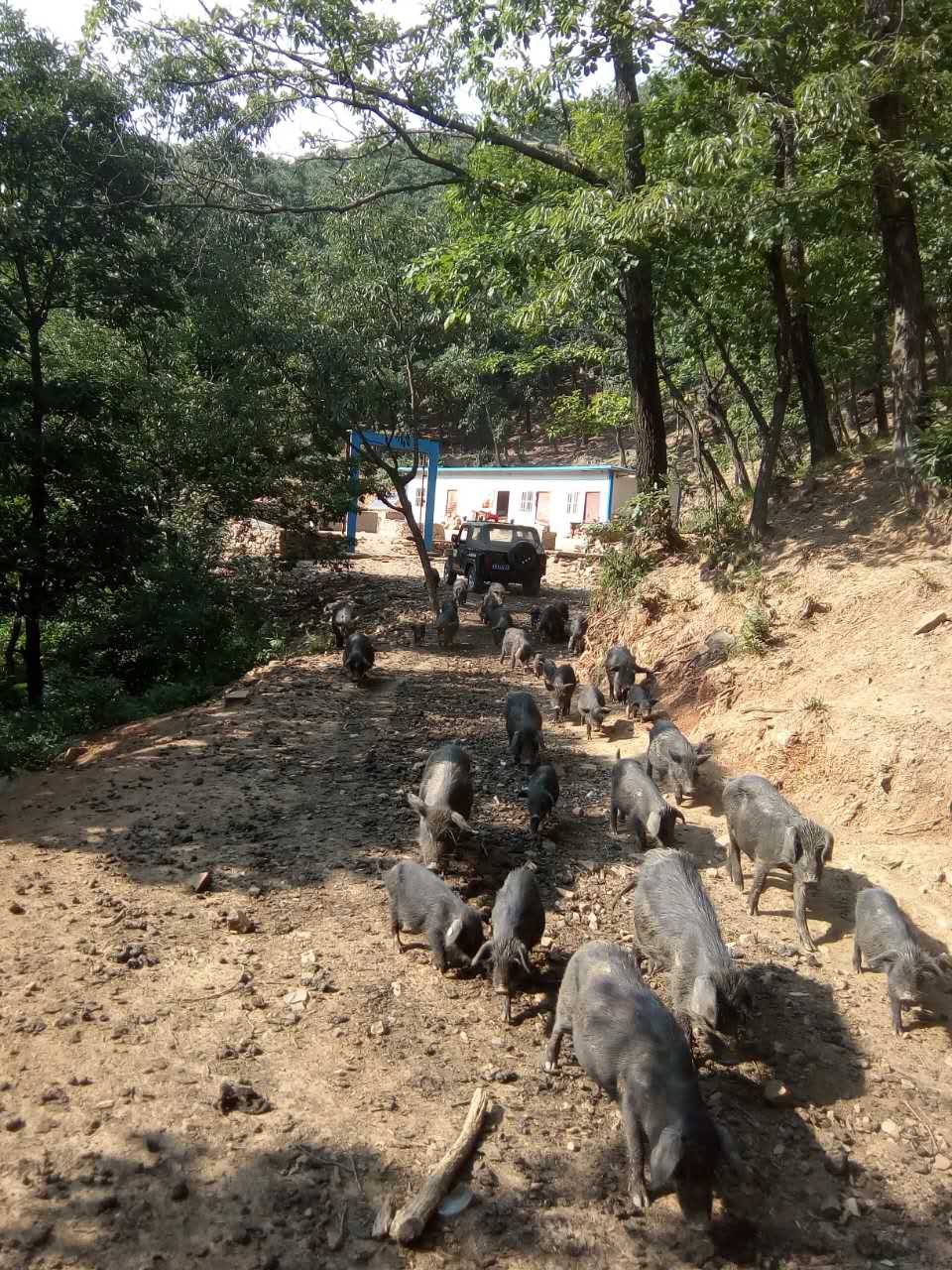 运城市山西黑猪养殖厂家山西黑猪养殖  优质黑猪批发  黑猪的饲养方法