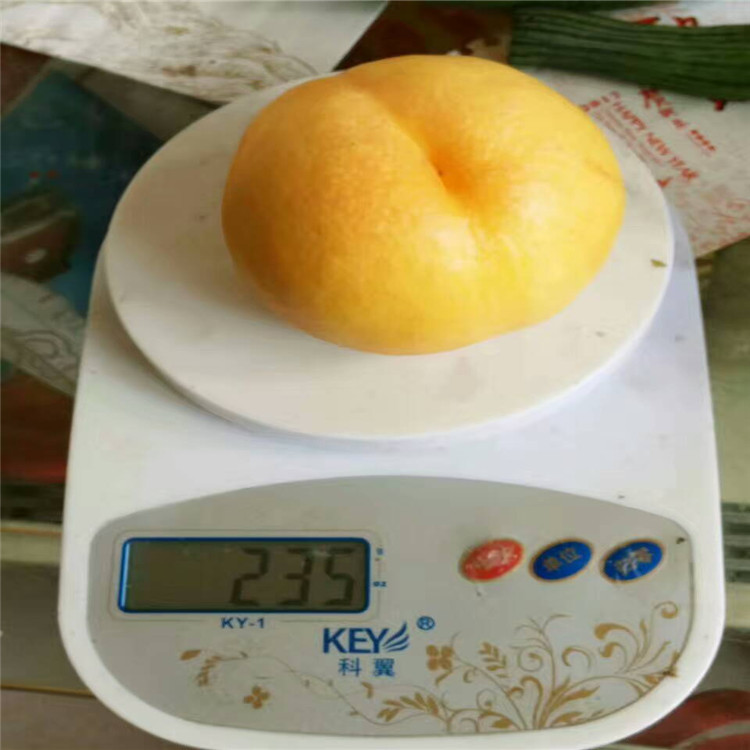 桃樹(shù)苗圖片/桃樹(shù)苗樣板圖 (2)