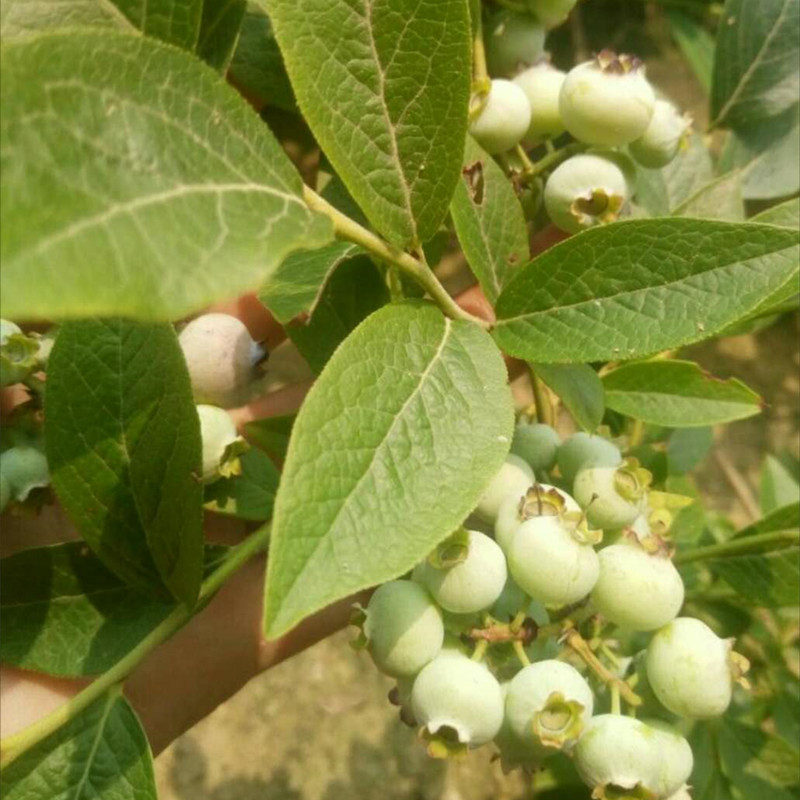 南高藍(lán)莓苗圖片