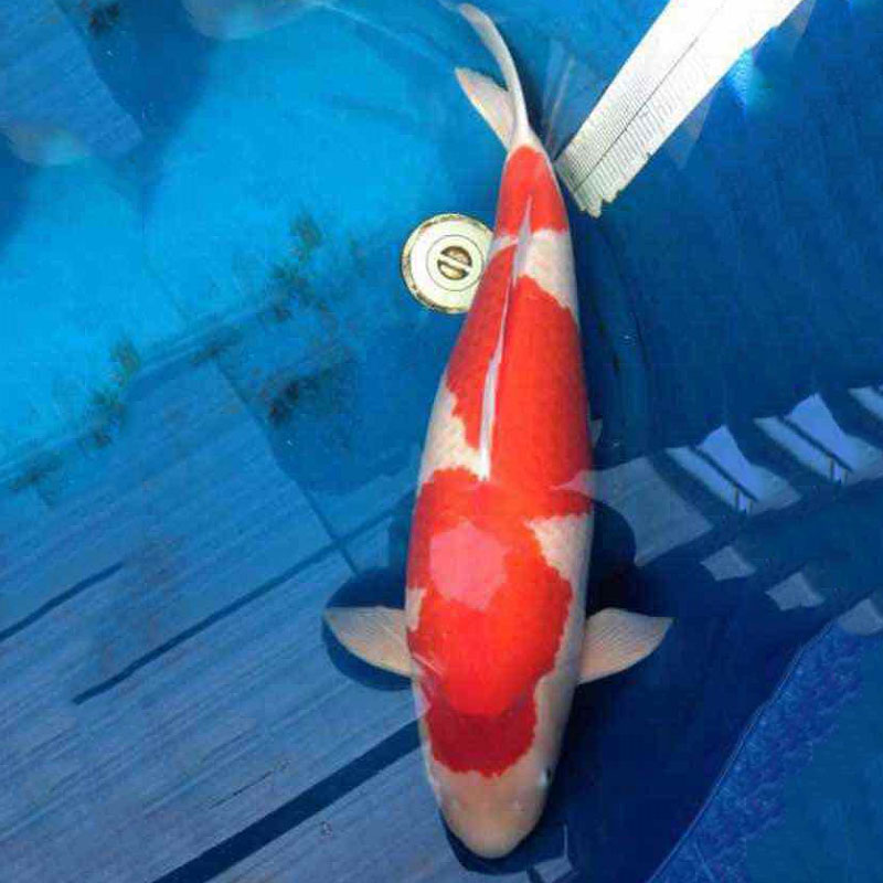 紅白錦鯉圖片/紅白錦鯉樣板圖 (2)