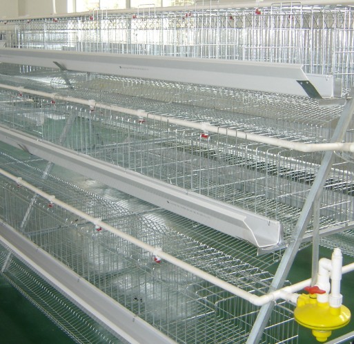 階梯式蛋雞設(shè)備廠家圖片/階梯式蛋雞設(shè)備廠家樣板圖 (4)