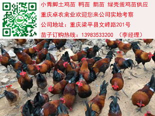 香雞苗　圖片/香雞苗　樣板圖 (1)