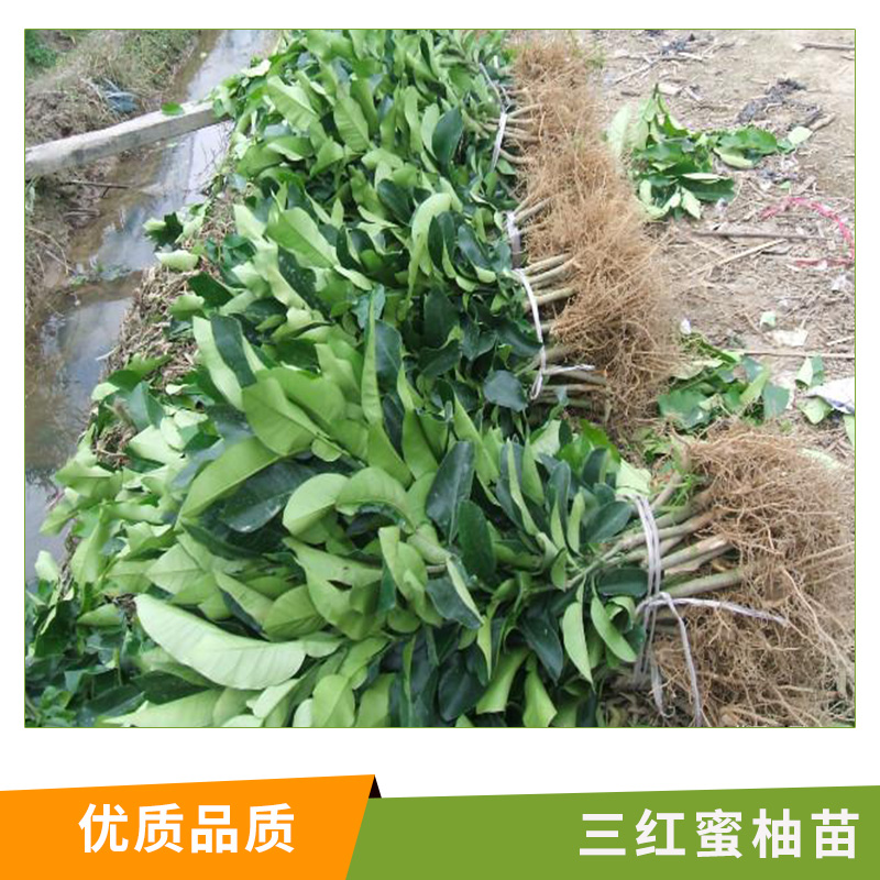 三紅蜜柚苗圖片/三紅蜜柚苗樣板圖 (4)