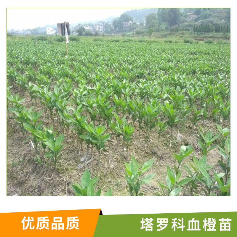 塔羅科血橙圖片/塔羅科血橙樣板圖 (3)