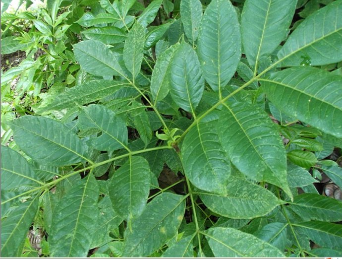 杭州市中花吴茱萸 中药材吴芋 茶辣苗厂家中花吴茱萸 中药材吴芋 茶辣苗 中花吴茱萸 中药材吴芋 茶辣苗