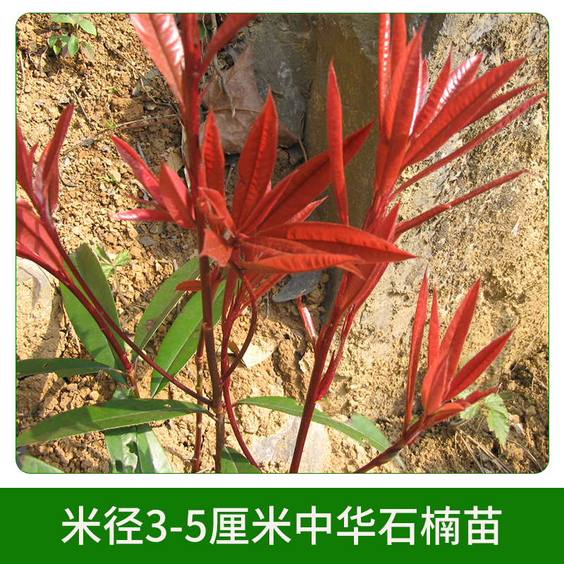 米徑3-5厘米中華石楠苗圖片/米徑3-5厘米中華石楠苗樣板圖 (2)