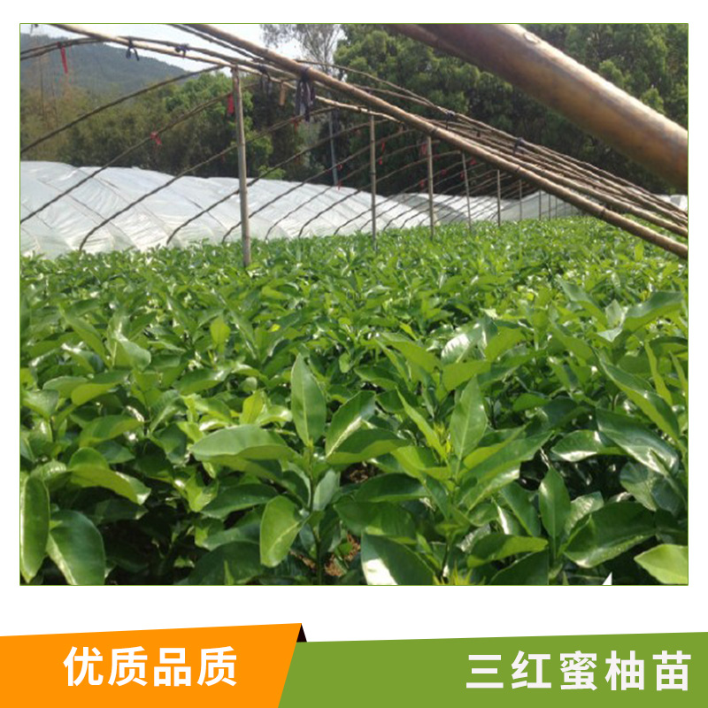 三紅蜜柚苗圖片/三紅蜜柚苗樣板圖 (1)
