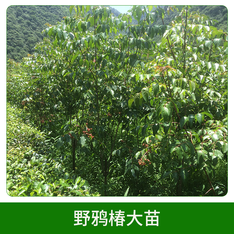 野鴉椿大苗圖片/野鴉椿大苗樣板圖 (4)