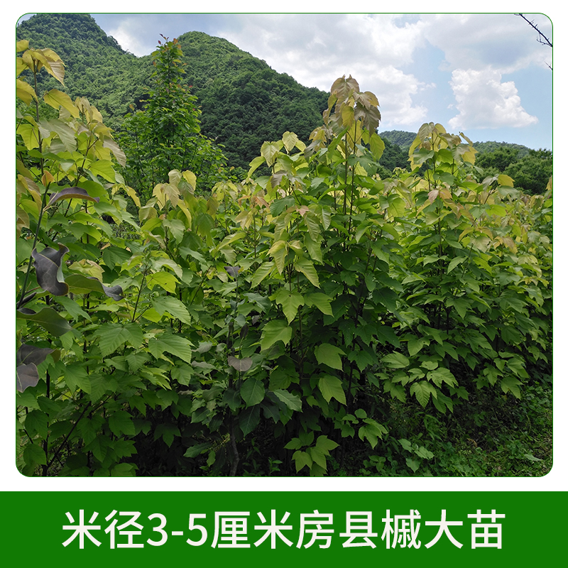 米徑3-5厘米房縣槭大苗圖片/米徑3-5厘米房縣槭大苗樣板圖 (3)