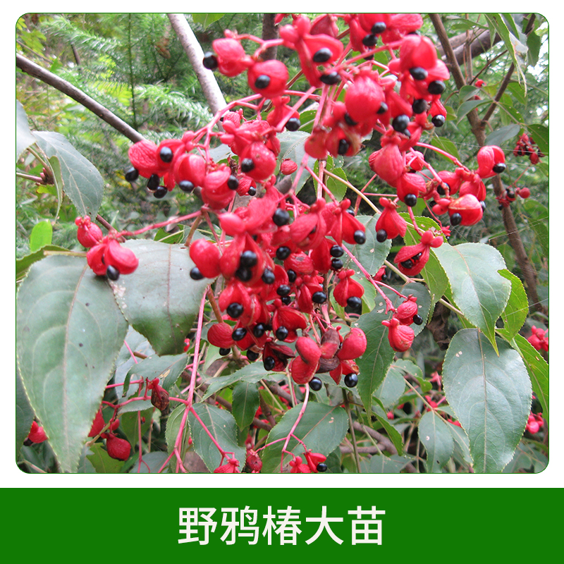 野鴉椿大苗圖片/野鴉椿大苗樣板圖 (3)