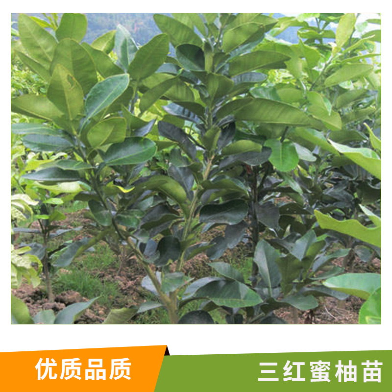 三紅蜜柚苗圖片/三紅蜜柚苗樣板圖 (2)