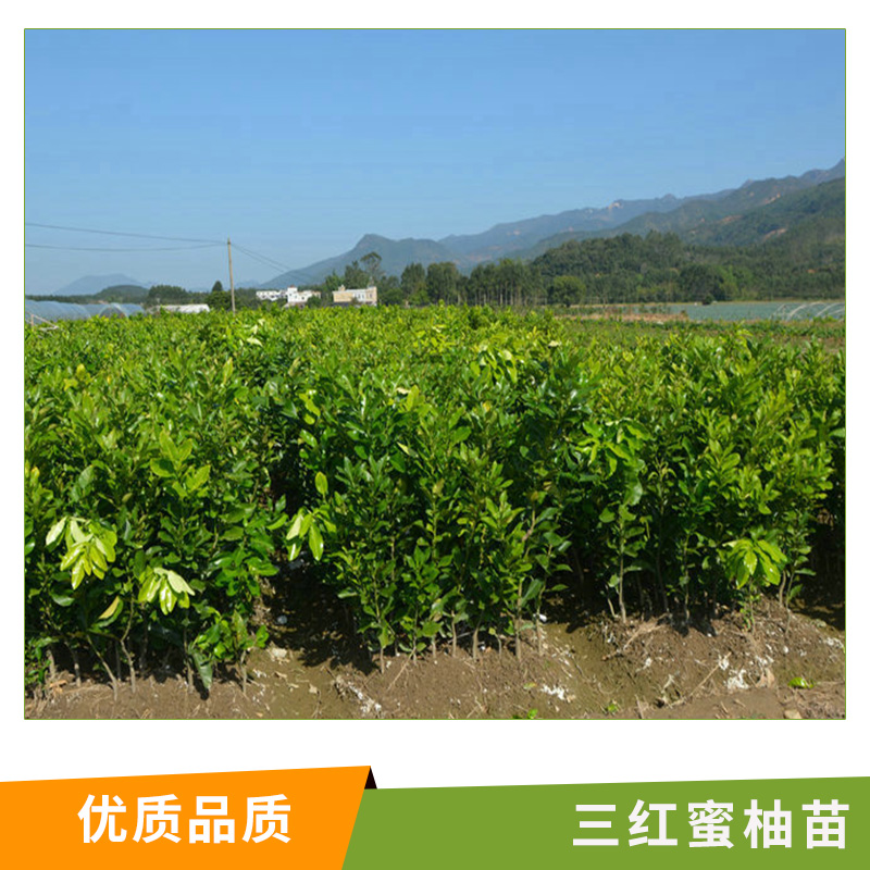 三紅蜜柚苗圖片/三紅蜜柚苗樣板圖 (3)
