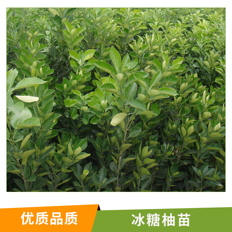 湖南 冰糖柚苗圖片/湖南 冰糖柚苗樣板圖 (4)