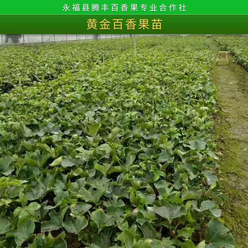 廣西黃金百香果苗基地種植技術，廣西黃金百香果苗基地，廣西黃金百香果苗批發(fā)