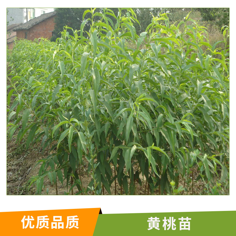 湖南 黃桃苗圖片/湖南 黃桃苗樣板圖 (3)