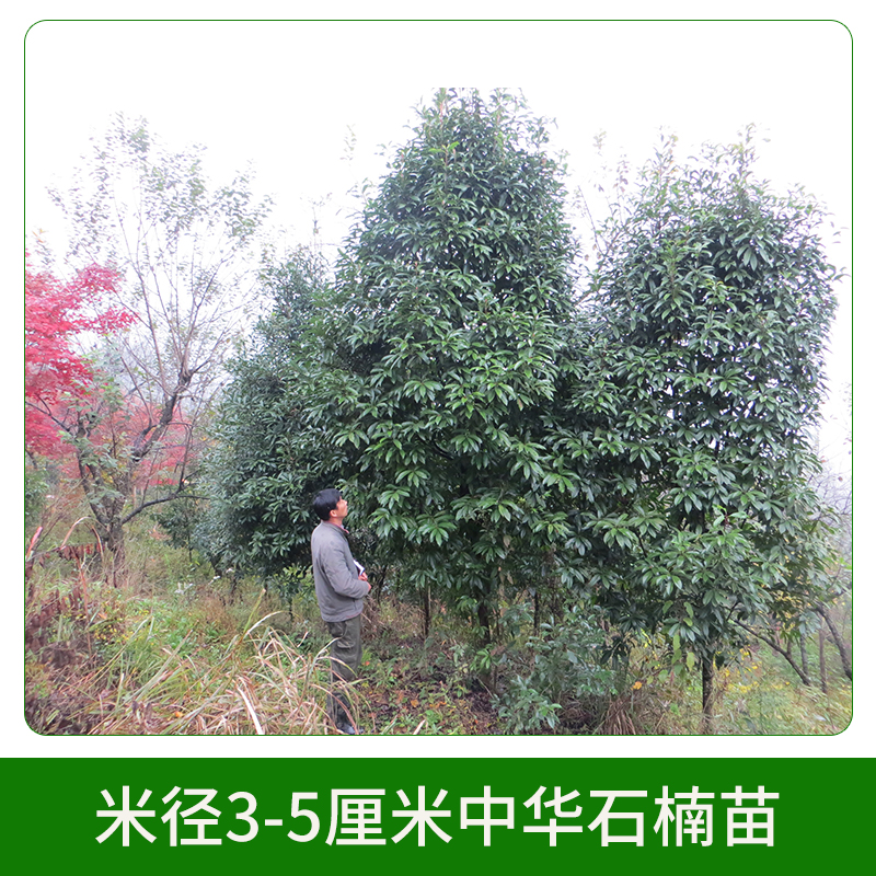 米徑3-5厘米中華石楠苗圖片/米徑3-5厘米中華石楠苗樣板圖 (1)