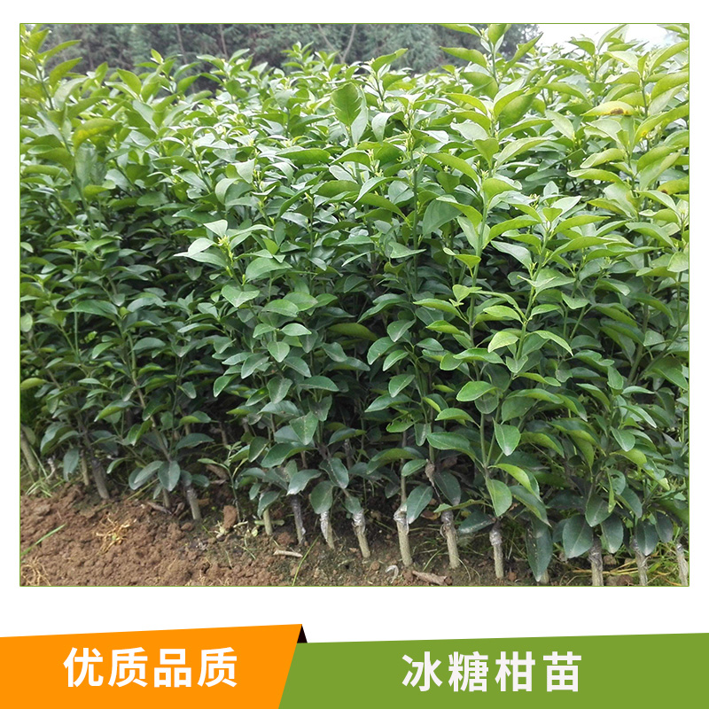 湖南 冰糖柑苗圖片/湖南 冰糖柑苗樣板圖 (2)