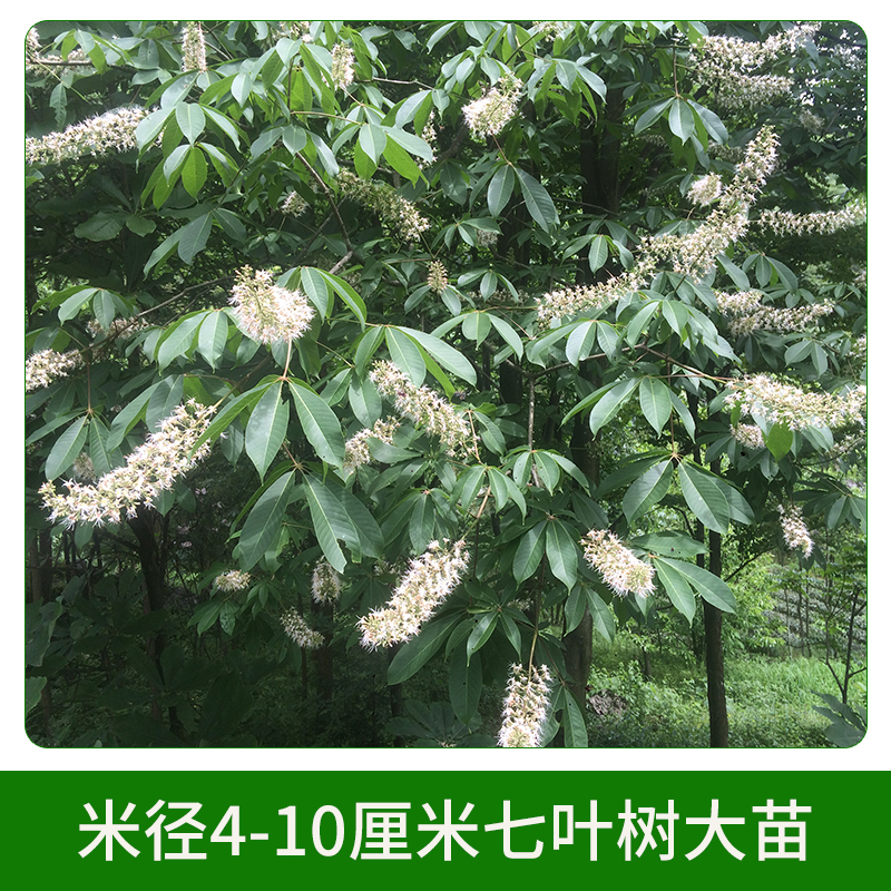 米徑4-10厘米七葉樹(shù)大苗圖片/米徑4-10厘米七葉樹(shù)大苗樣板圖 (4)