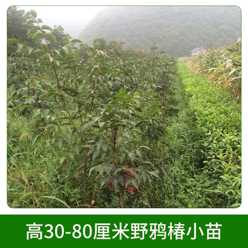 高30-80厘米野鴉椿小苗 *椿 落葉樹木 野鴉椿子 *椿種子 歡迎來電咨詢