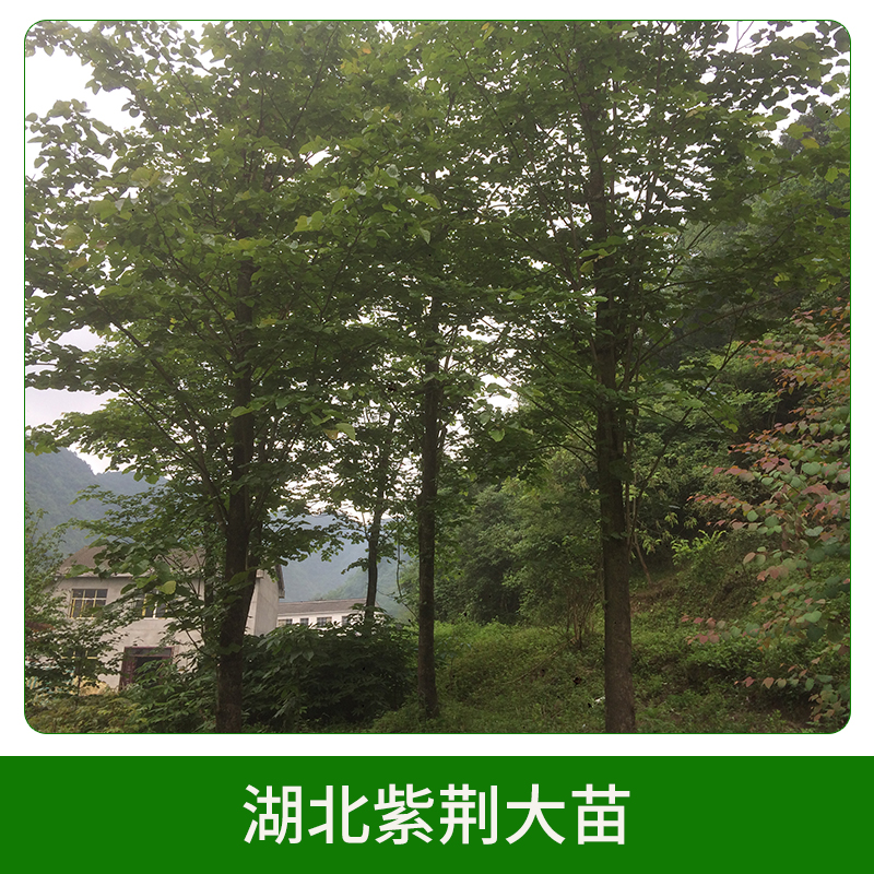 紫荊圖片/紫荊樣板圖 (2)