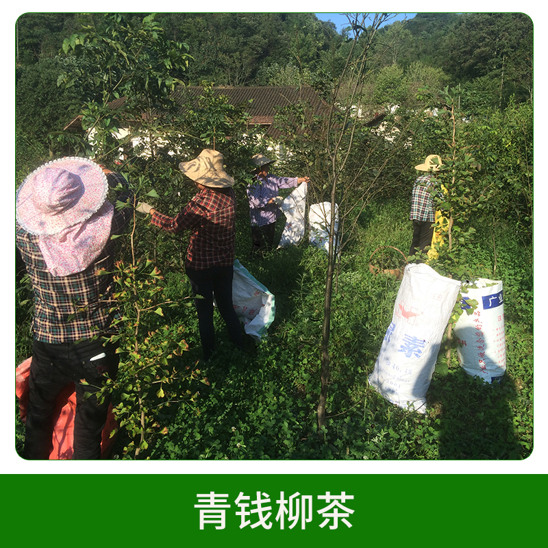 青錢(qián)柳茶銷(xiāo)售圖片/青錢(qián)柳茶銷(xiāo)售樣板圖 (3)