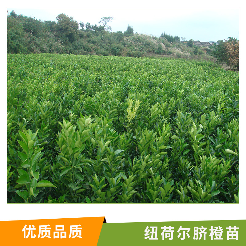 臍橙苗圖片/臍橙苗樣板圖 (3)