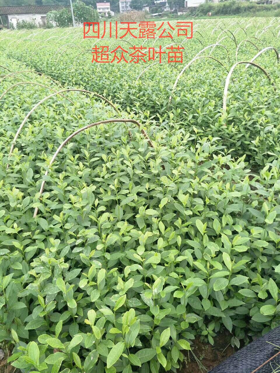 云南大叶种茶苗，四川大叶种茶苗，贵州大叶种茶苗