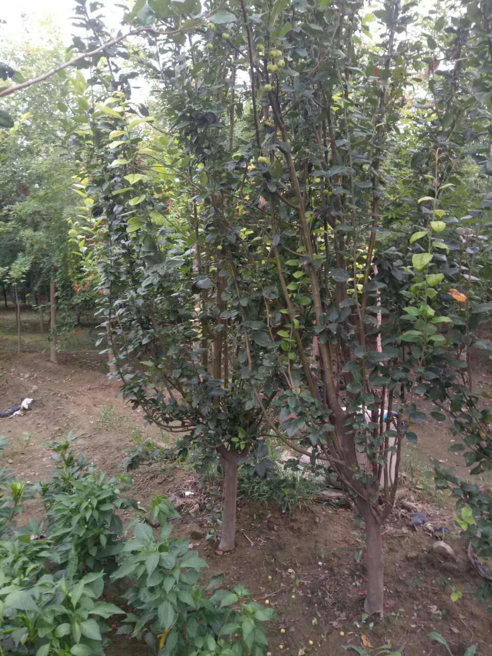 供應(yīng)西復(fù)海棠苗木出售 西復(fù)海棠苗木供應(yīng)商 西復(fù)海棠苗木批發(fā)