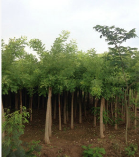 金枝槐圖片/金枝槐樣板圖 (3)