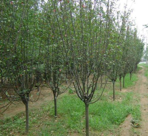 西復海棠圖片/西復海棠樣板圖 (2)