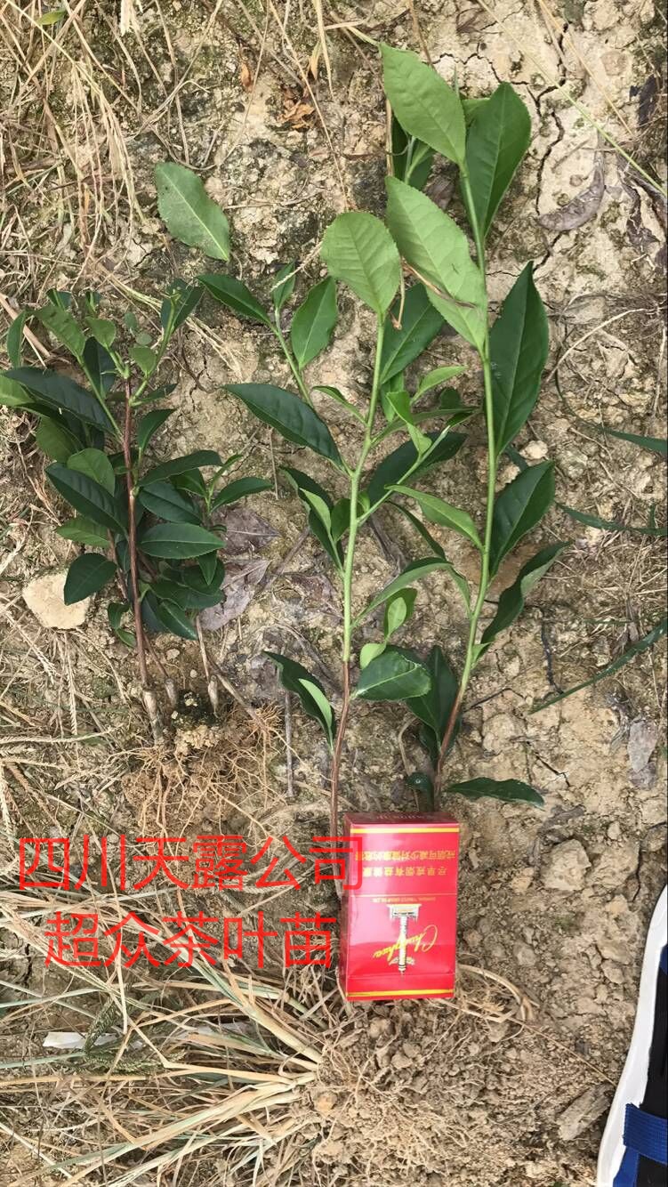 海南大叶种茶苗，四川大叶种茶苗，云南大叶种茶苗