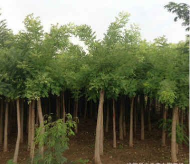 金枝槐圖片/金枝槐樣板圖 (4)